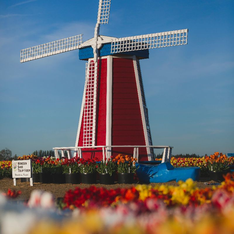 Traditional Holland Day Trip
